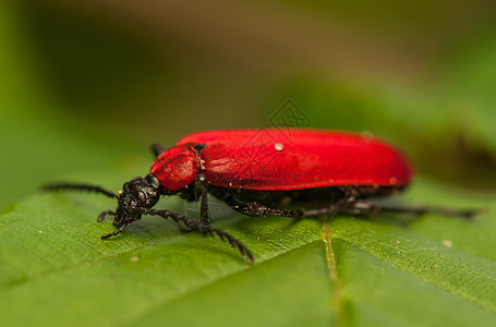 火线虫季节收藏眼睛野生动物昆虫鞘翅目荒野动物群昆虫学生物学图片