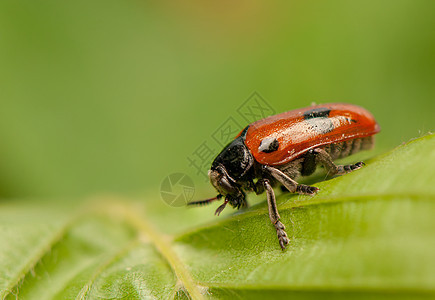 液压阴极除害虫收藏漏洞鞘翅目蜜壶昆虫天线害虫瓢虫生物学图片