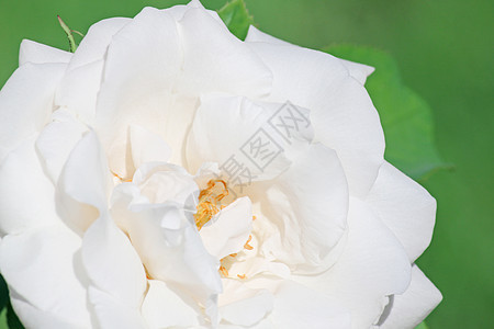 白玫瑰花花瓣绿色白色香味宏观花园植物群图片