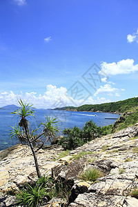 泰国沙美岛蓝色石头植物全景反射植被阳光冲浪晴天植物群图片