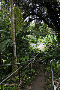 丛林公园雨林森林情调孤独林地踪迹天堂异国绿色丛林图片