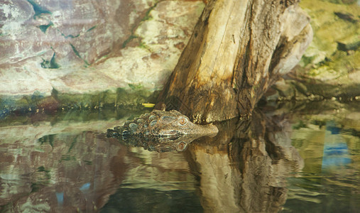 开曼语Name丛林蓝色猎人捕食者爬行动物鳄鱼爬虫野生动物眼睛绿色图片
