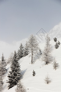 冬季山中美丽的林林木头降雪季节高地环境童话气候国家树木公园图片