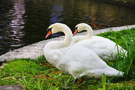 白天鹅家庭支撑夫妻海岸野生动物风景池塘场景羽毛城市图片