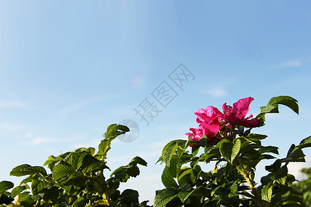 鲜花的野生玫瑰花瓣场景花园植物学季节衬套植物群树篱蓝色荒野图片