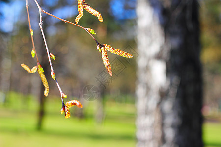 Birch 芽芽图片