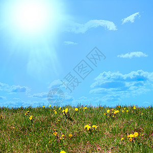 叶子草地团体地平线场地生长正方形草本植物野花天空治疗图片