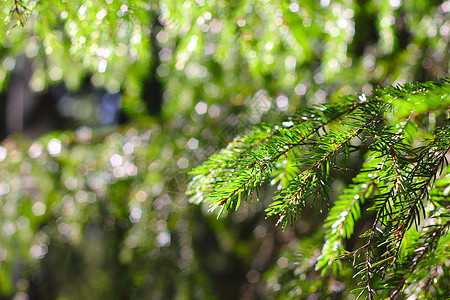 Fir树生长植物群季节宏观松树叶子树木云杉森林花园图片