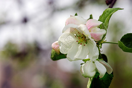 白色和粉红苹果花花花园李子生活季节叶子公园晴天植物群生长太阳图片
