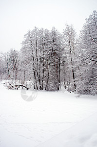 冬季森林木头植物射线美丽松树枝条阳光雪景粉末阴影背景图片