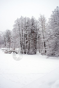 冬季森林木头植物射线美丽松树枝条阳光雪景粉末阴影图片