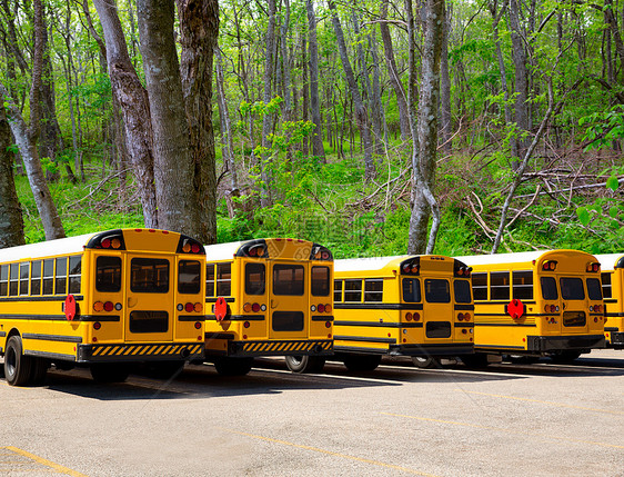 美国典型校车排在森林户外露天图片