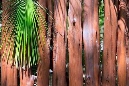 热带林木树和棕榈树绿色栅栏细绳棕榈雨林文化树叶材料棕色树干图片