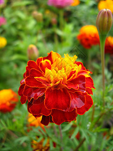 美丽的标签花花花园天鹅绒红色杂色花瓣花粉生活棕色香气国家图片