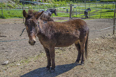 谢特兰小马警报白色褐色主题家畜宠物棕色场地脊椎动物动物图片