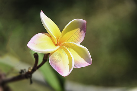 弗朗吉帕尼美丽粉色花朵鸡蛋花文化花园热带植物黄色花瓣背景图片