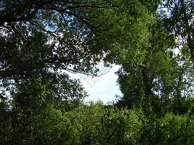 蓝色的天空在树枝之间四分五裂风景自由叶子休息绿色旅行数字地平线树叶天堂图片
