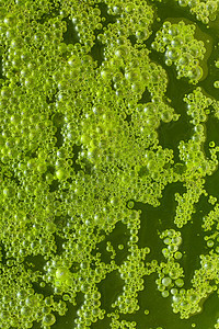 水泡 绿色抽象背景图片