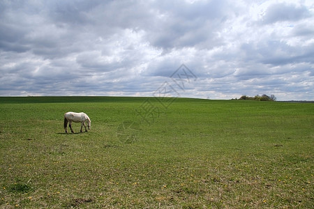 白马在草地上作梦图片