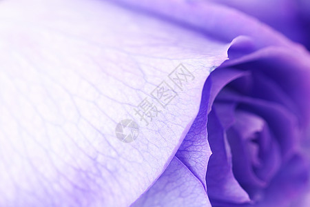 美丽的紫花玫瑰的宏背景紫色婚礼周年季节纪念日洋甘菊薰衣草宏观玫瑰叶子图片