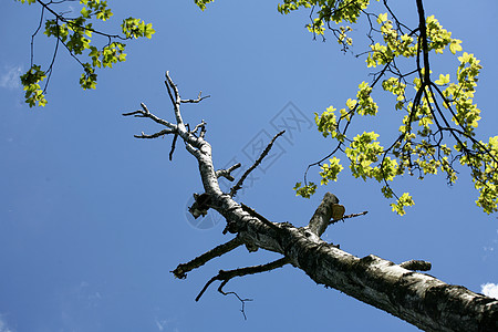 天空中的树枝气象预报天气编队树干晴天树木线条分支机构蓝色图片