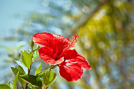 希比斯库斯美丽植物花瓣木槿玫瑰花园异国红色热带情调图片