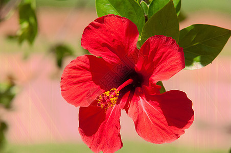 希比斯库斯花园木槿植物热带叶子异国绿色情调红色美丽背景图片