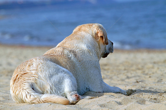 仰望海洋的黄黄色拉布拉多朋友波浪黄色海滨太阳猎犬白色晴天宠物天空图片