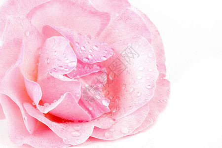 粉红玫瑰 有水滴宏工作室香味礼物香气花瓣飞沫脆弱性生长玫瑰婚礼图片