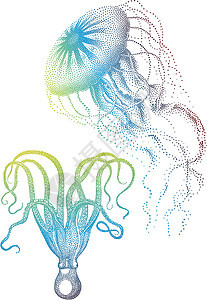 Jellyfish和八爪鱼 矢量图片