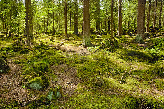 原始森林沼泽风景荒野沼泽地阴影生物丛林植物森林树木图片