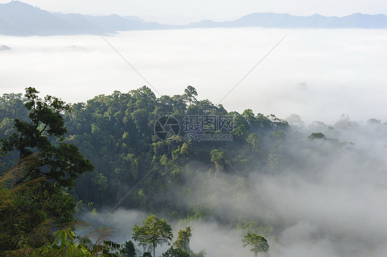 雨林中美丽的漂浮雾风景图片