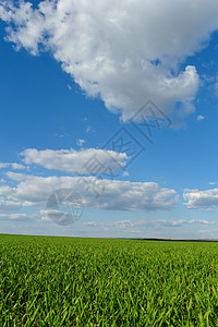 蓝云天空下的小麦田天气农场季节环境草地天空农业场地农田土地图片