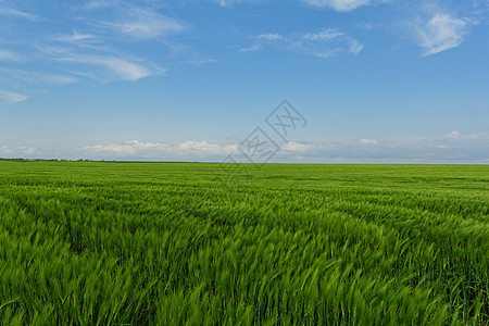 蓝云天空下的小麦田土地草原场地季节农田农业蓝色谷物玉米天气图片