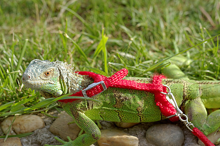 绿蜥蜴系在皮带上爬行动物情调痕迹异国生物热带动物细绳蜥蜴尾巴图片