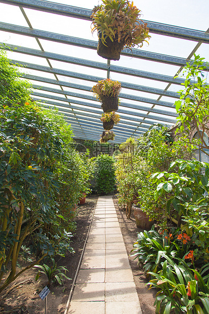 温室内苗圃玻璃绿色植物植物栽培园艺花园农业绿色房子图片