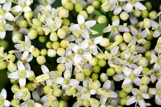 小白花的丝质图片