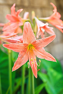 春末 圣约瑟的百合花(圣约瑟的百合)盛开;图片