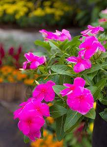花园里有粉红玫瑰花叶子紫色植物草地草本植物宏观蓝色美丽植物学花瓣图片