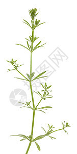 加利马松植物群叶子白色宏观植物绿色图片