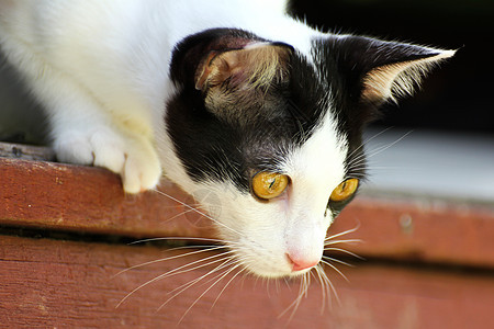 泰泰铢眼睛猫科动物虎斑小猫猫咪胡须宠物毛皮图片