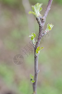 梅树上的春芽图片