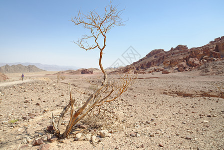 以色列沙漠中的干古柯树(drycacia)图片