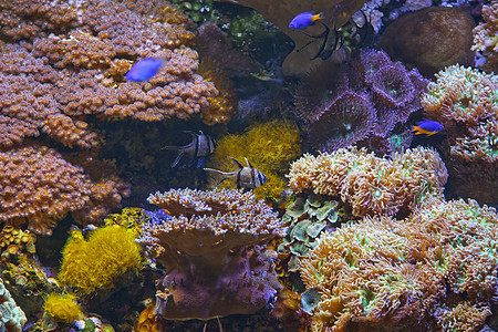 鱼类野生动物潜水水族馆荒野假期红色热带生活动物旅行图片