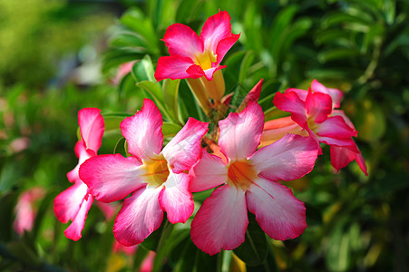 阿萨莱亚花花生长植物学土壤植物花园盆栽绿色叶子粉色矮人背景图片