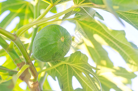 树上无花果水果植物学叶子甜点食物农场生长营养饮食味道图片