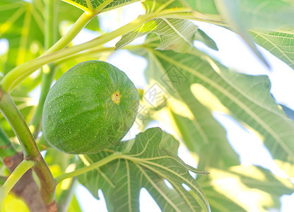 树上无花果生长植物农业花园叶子农场营养生产食物水果图片