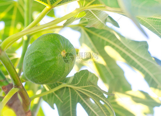 树上无花果生长植物农业花园叶子农场营养生产食物水果图片