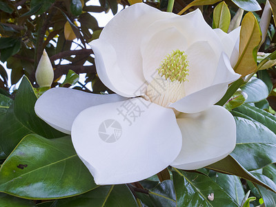 马格诺利亚花的白花树叶美丽婚姻喜悦玉兰卷曲热情花园香味植物群季节图片