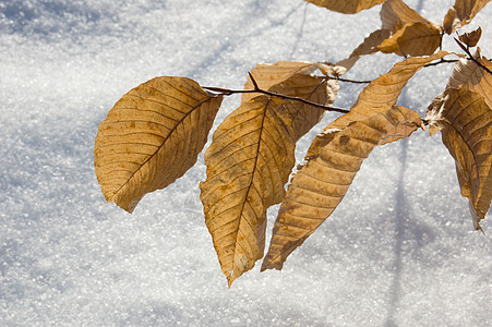 干叶棕色黄色白色季节图片